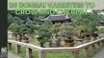 The Fascinating World of Bonsai ile ilgili video