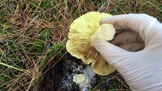 #грибы/ Сбор ноябрьских грибов/ Рядовка зелёная/ Зимняя радуга.