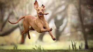 Pharaoh Hound | Facts, History & Characteristics by All Animal Breeds 20 views 2 years ago 2 minutes, 1 second