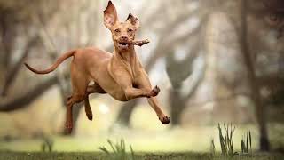 Pharaoh Hound | Facts, History & Characteristics