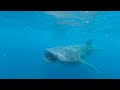 Swim with feeding whalesharks in VR180