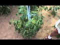85 Year Old Grandpa Gives Vegetable Gardening Tips
