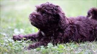 Download Lagu GRANKO CHARNETT / russian tsvetnaya bolonka / 1 YEAR MP3