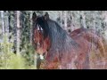 Wild Horses in Alberta, in the New Year 2019