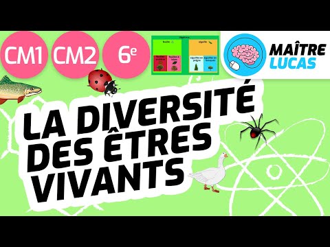 Vidéo: Qui classe les êtres vivants ?