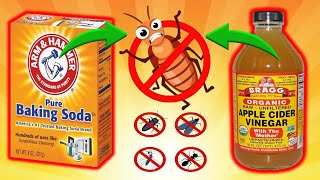 Expert Tips for Pest Control with Baking Soda & Vinegar : COCKROACHES, ANTS, DRAIN FLIES, RATS/MICE