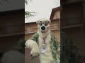 Video made by me for Kimbo! Fursuit made by @stuffedtailsfursuits6484