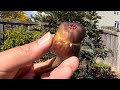 BasementFigs: PRUNE TO RIPEN?? (Finale) Chicago Hardy #figs #gardening #figtasting #pruning