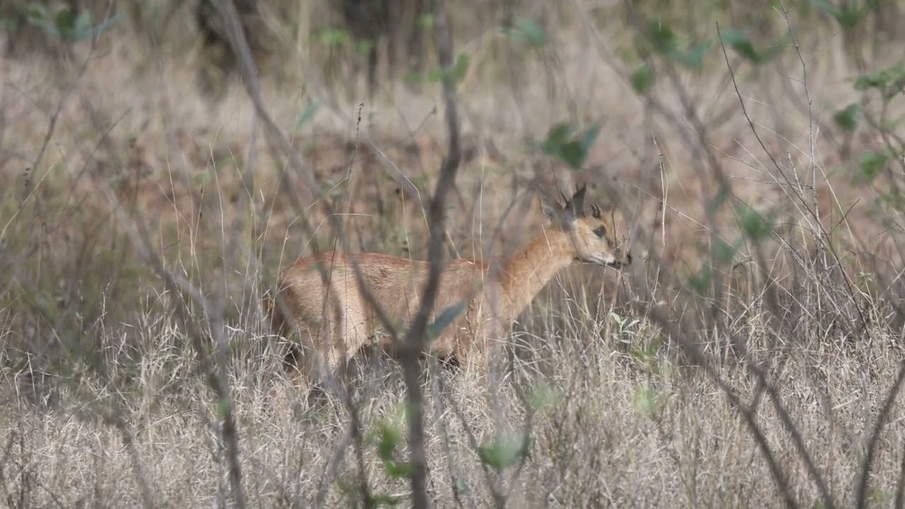 Chousingha, the four horned antelope