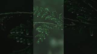 Rain onto Pine Tree Leaf for sleep, mediation and relaxation to help aid ADD/ADHD Extended Version.