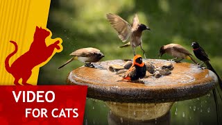 Cat Games  Bathing Birds (Video for Cats to watch) 1 Hour