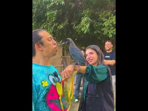 الغراب يتحدث الان ابانوب فلكس