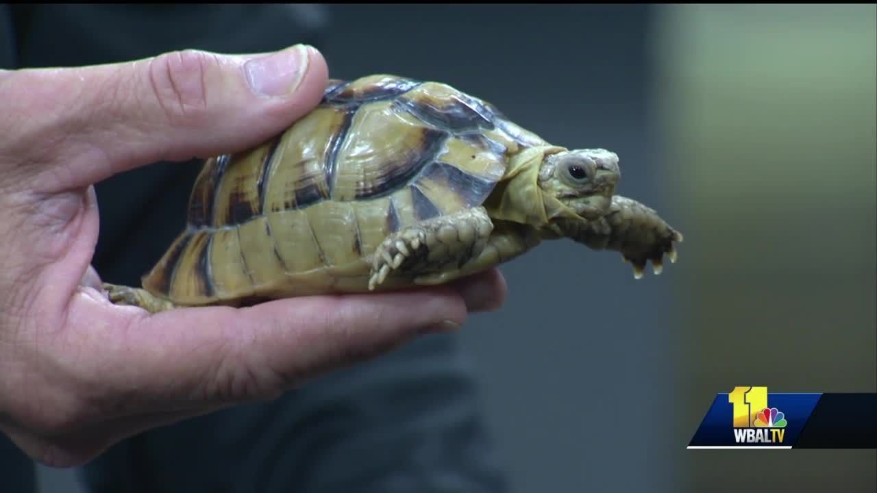 Smallest Turtles and Tortoises in the World 