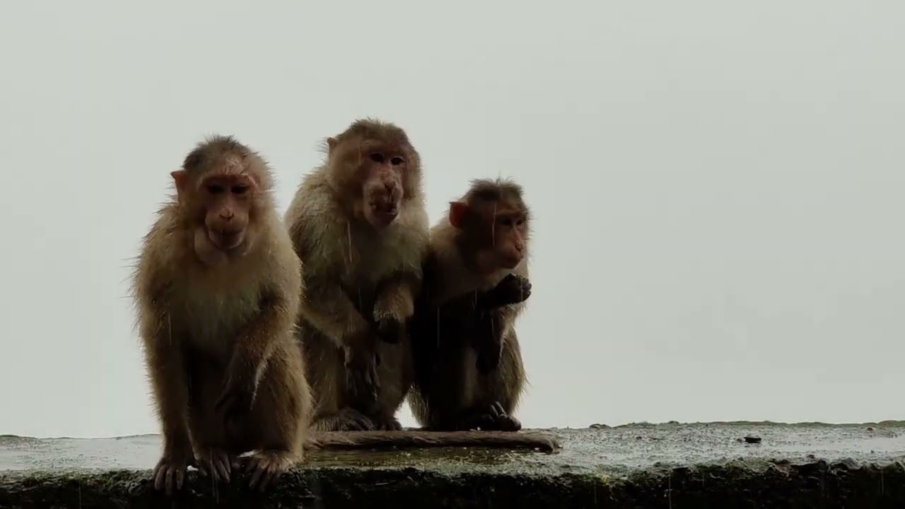 Can He Sit Here - Bonnet Macaques