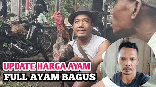 Ayam Bangkok bagusan dan harganya