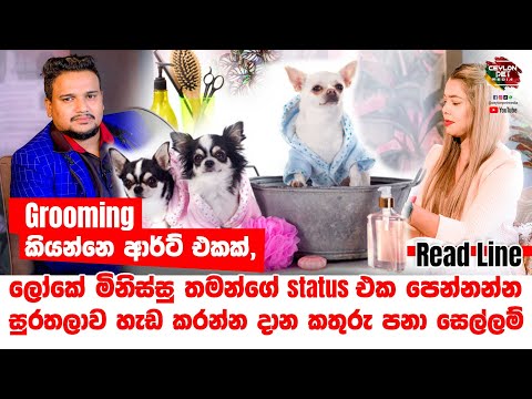 ශ්‍රී ලංකාව තුල පළමු වරට Grooming 🐩🐕‍🦺 වෙනම කලාවකට අරන් යන අපේ කාලයේ තරුණිය | Dog Grooming Sri Lanka