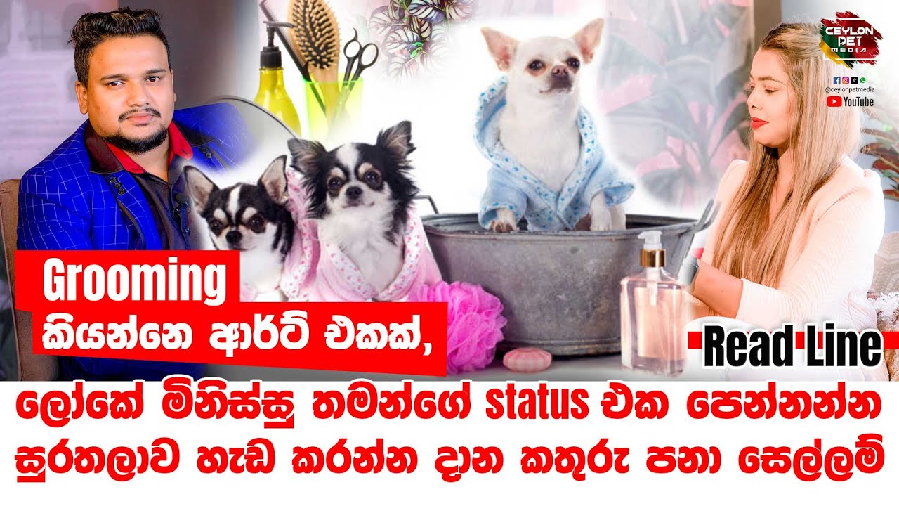 ශ්‍රී ලංකාව තුල පළමු වරට Grooming 🐩🐕‍🦺 වෙනම කලාවකට අරන් යන අපේ කාලයේ