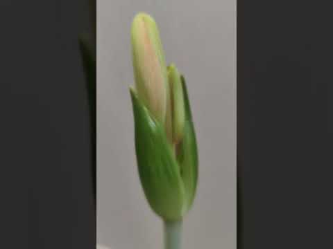 Video: Indoor Blume Hippeastrum: häusliche Pflege