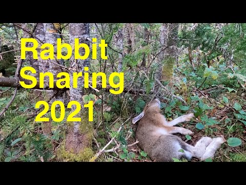 Rabbit Snaring 101 - Wire Survival Snares 