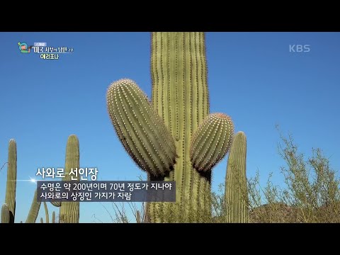 거친 황야가 펼쳐지는 미국 서부의 역사가 담긴 애리조나주 [걸어서 세계속으로] | KBS 210130 방송