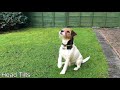 Kenny Tooms - the Parson Russell Terrier の動画、YouTube動画。