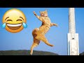 Essayer de ne pas rire  meilleurs chiens et chats drles  partie 33