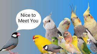 Misty the Java Sparrow meets the Flock