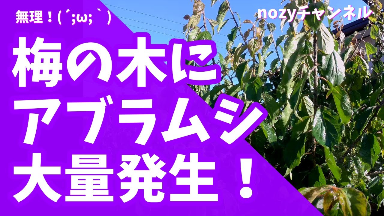 梅の木にアブラムシが大量派生 W スイトピーまで 風で飛んでくるアブラムシが本当に嫌 薬剤散布したけど 効果あるの Youtube