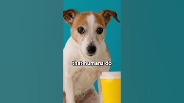 Thumbnail of Do dogs see color? #dogs