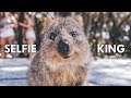 Quokkas: The Happiest Animals on the Internet - YouTube