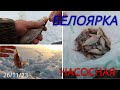 БЕЛОЯРКА. НАСОСНАЯ .ЧЕБАК , ОКУНЬ . ОТКРЫТИЕ 23-24