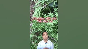 Cây bòng bong và tác dụng thần kỳ của nó.#nguyenvancuong