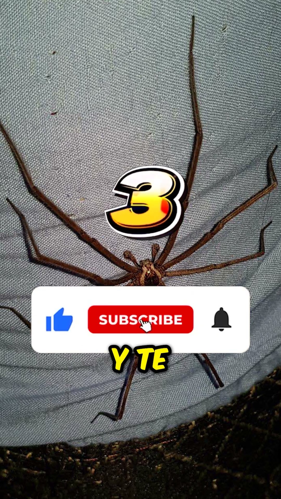 ¡El Pavo Más Extraño!