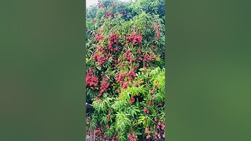 Vải Thiều Thanh Hà Trồng Trên Đất Thôn Bắc Trung Xã Ea Tân Krong Năng Đaklak