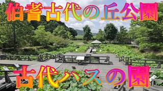 山陰の夏 7月26日 日曜 晴れ 暑中の初まり #伯耆古代の丘公園 古代ハスの園 日本 鳥取県米子市淀江町福岡 瓶山古墳群 @WalkingYoshi