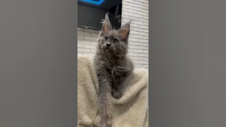Watch the video about #mainecoons #royalcaninkitten #cute #kitten #animals #cats #mainecoons #royalcaninkitten #catbreed