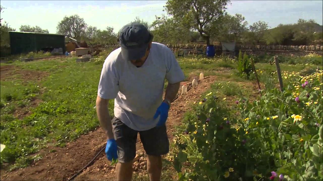 Belitres, estiragassons de garrova o tirabecs? - Uep IB3