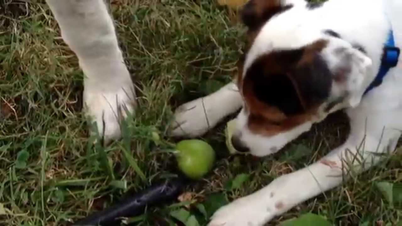 Who knew ? Dogs like pears ! YouTube