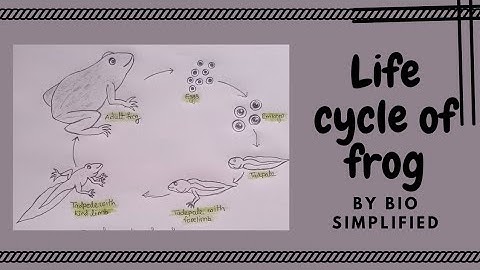 How to draw life cycle of a frog  step by step || Life cycle of frog in easy steps.