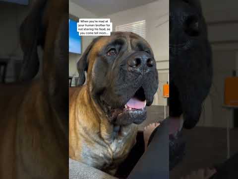 Is this the most dramatic dog ever #dog #dogs #cutedog