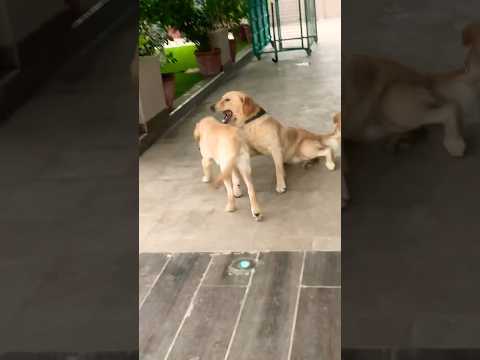    صابر الرباعي فين الناس       