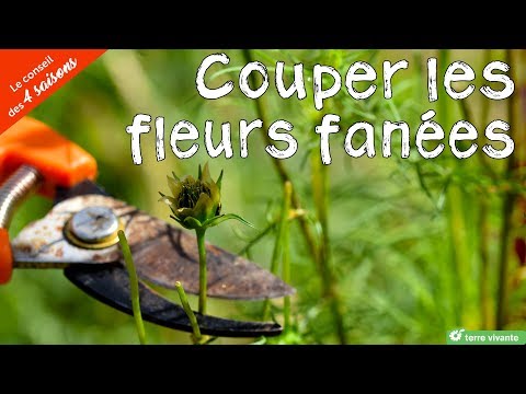 Vidéo: À Propos De La Culture Des Fleurs Pendant Un Mauvais été