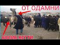 ЧИРОҚЧИ БОЗОРИДА КАТТА КАТТА ОТЛАР ЧАНГИ