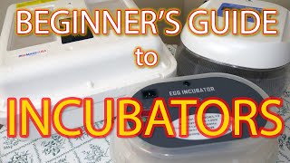 BEGINNER'S GUIDE TO INCUBATORS - Choosing the right incubator for hatching coturnix quail.
