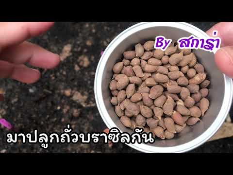 รีวิว สั่งซื้อเมล็ดถั่วบราซิลจากเว็บไซต์ มาปลูกต้นถั่วบราซิลกำจัดวัชพืชกันเถอะ