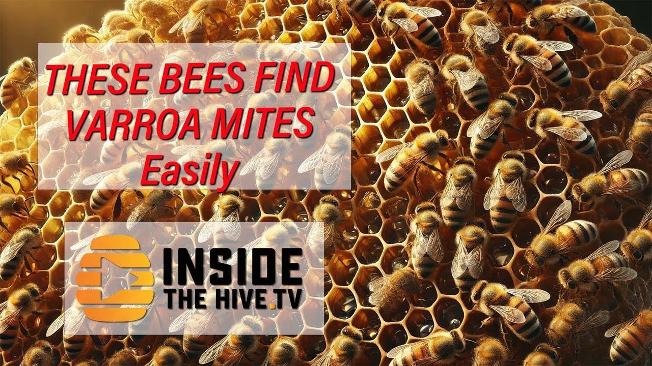 New HONEY BEE BEHAVIOUR to fight VARROA MITES.