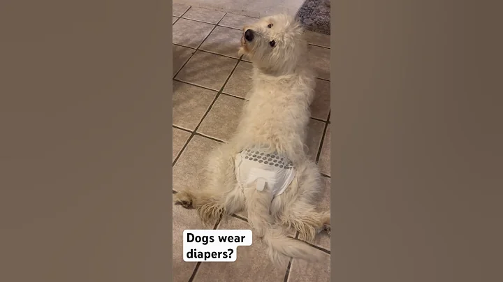 Dogs wear diapers? #abbeyacres #goldendoodle #puppies #cute #baby #dog #shorts #sweet #babies #funny
