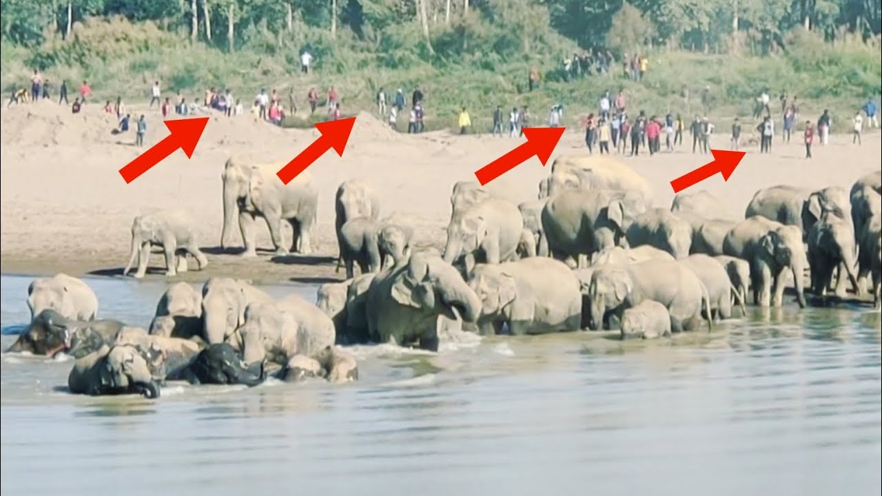 A large herd of wild elephants crossed the Dhansiri River.