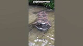 PRIA INI MENEMUKAN SALAMANDER BERUKURAN RAKSASA #shorts
