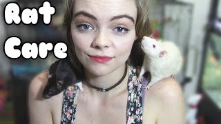 RAT CARE 101(Everything you need to know)